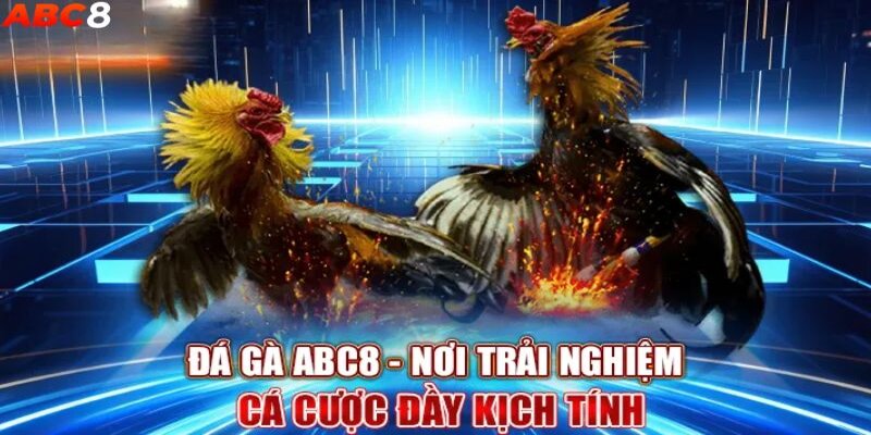 Abc8 trực tiếp các giải đá gà đẳng cấp quốc tế